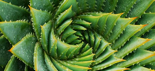 close overview of a spiral cactus.
